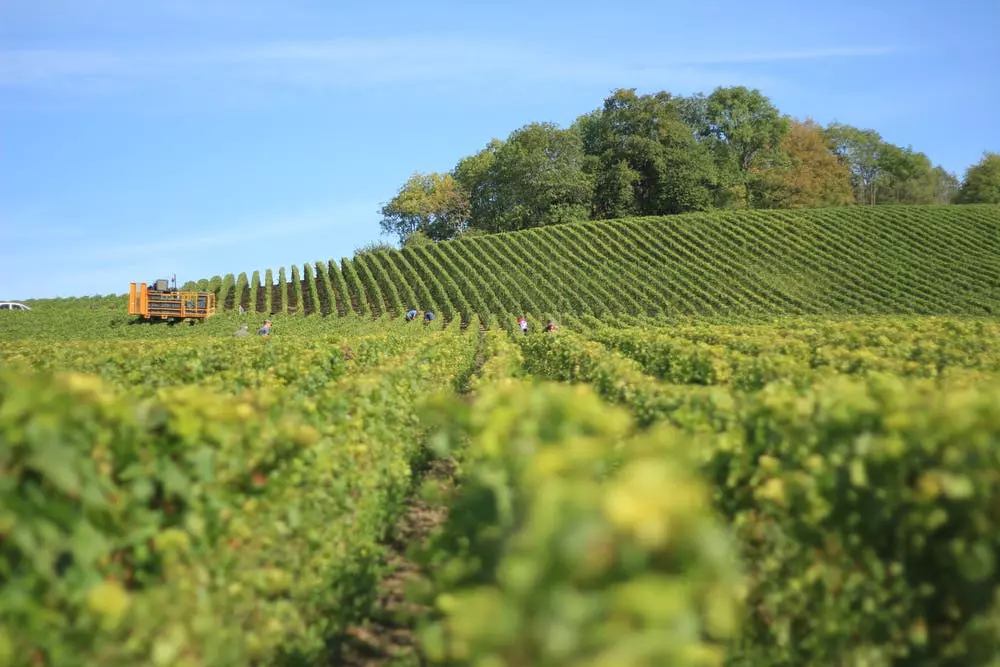 Du val prétrot champagne  Edouard prétrot paysage de vignes